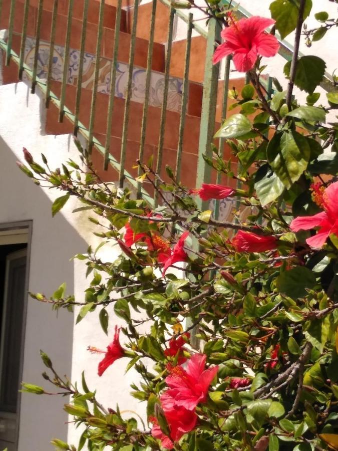 Vila Casale Hibiscus Santa Maria Del Focallo Exteriér fotografie